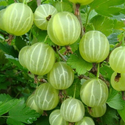 Крыжовник