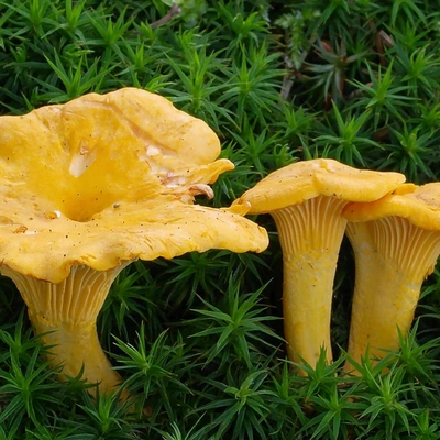 Лисички