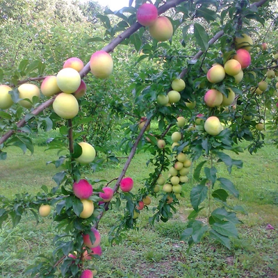 Яблоня 